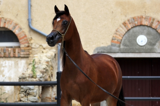https://www.redwoodlodgearabians.com/core/image.php?src=app/media/uploads/website/30/photos/website_horses/2201/Argentinaa4.jpg&width=540&height=360