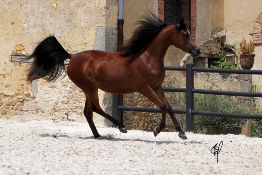 https://www.redwoodlodgearabians.com/core/image.php?src=app/media/uploads/website/30/photos/website_horses/2201/Argentinaa5.jpg&width=540&height=360