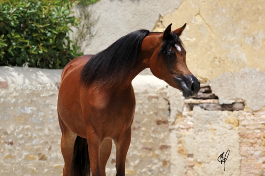 https://www.redwoodlodgearabians.com/core/image.php?src=app/media/uploads/website/30/photos/website_horses/2201/Argentinaa6.jpg&width=540&height=360
