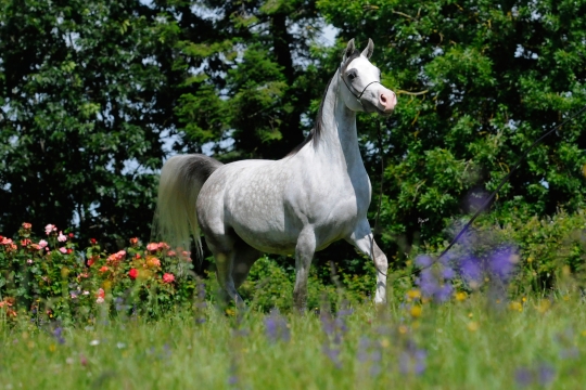 https://www.redwoodlodgearabians.com/core/image.php?src=app/media/uploads/website/30/photos/website_horses/2202/Espaana_EYE5409web.jpg&width=540&height=360