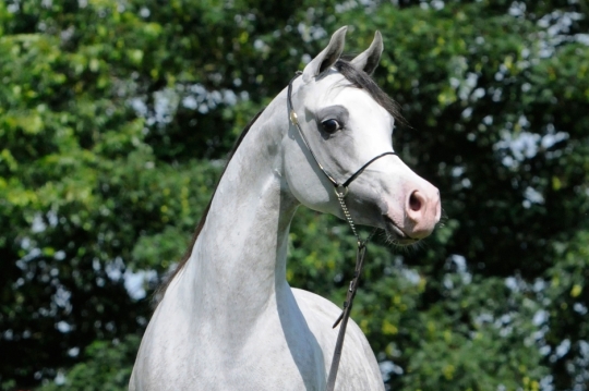 https://www.redwoodlodgearabians.com/core/image.php?src=app/media/uploads/website/30/photos/website_horses/2202/Espaana_EYE5446web.jpg&width=540&height=360