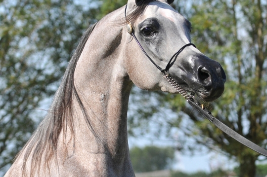 https://www.redwoodlodgearabians.com/core/image.php?src=app/media/uploads/website/30/photos/website_horses/2203/Gina_web3.jpg&width=540&height=360