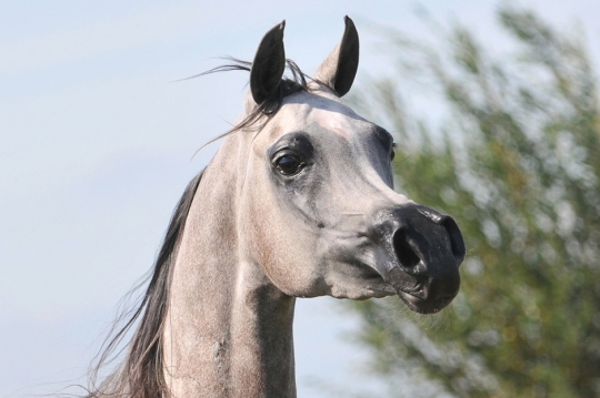 https://www.redwoodlodgearabians.com/core/image.php?src=app/media/uploads/website/30/photos/website_horses/2203/Gina_web4.jpg&width=540&height=360