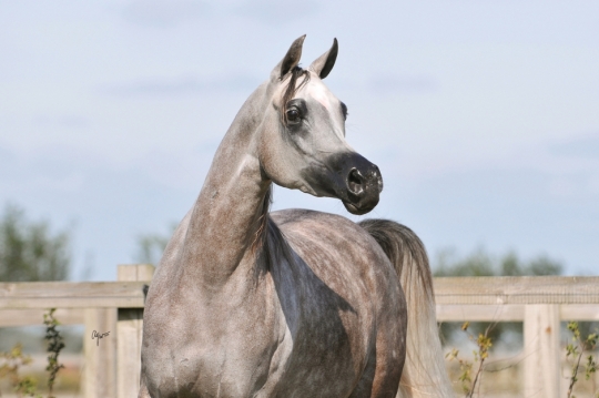 https://www.redwoodlodgearabians.com/core/image.php?src=app/media/uploads/website/30/photos/website_horses/2203/Gina_web5.jpg&width=540&height=360