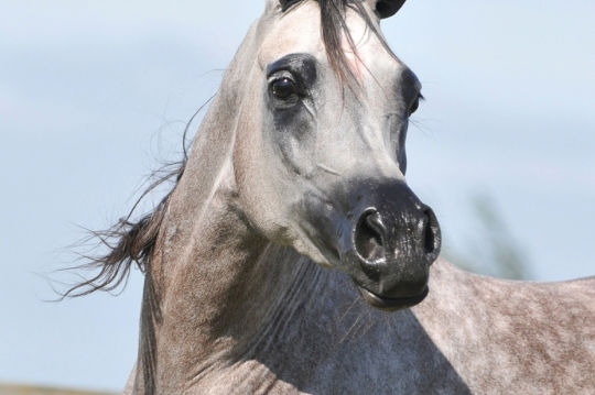 https://www.redwoodlodgearabians.com/core/image.php?src=app/media/uploads/website/30/photos/website_horses/2203/Gina_web6.jpg&width=540&height=360