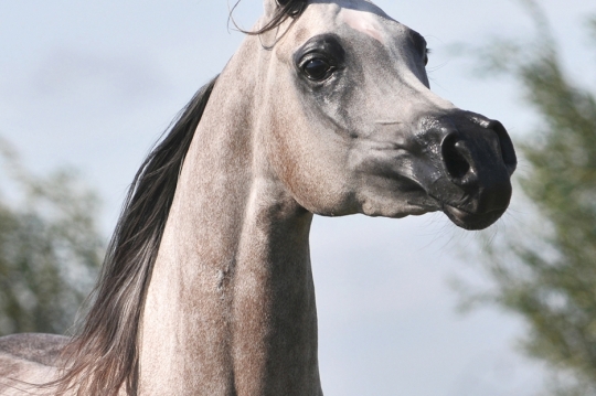 https://www.redwoodlodgearabians.com/core/image.php?src=app/media/uploads/website/30/photos/website_horses/2203/Gina_web7.jpg&width=540&height=360