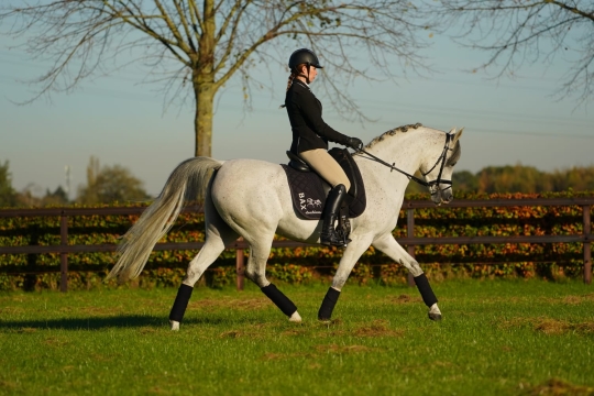 https://www.redwoodlodgearabians.com/core/image.php?src=app/media/uploads/website/30/photos/website_horses/2204/6ad8f783_e554_435b_8a47_e4c7e82f417b.JPG&width=540&height=360