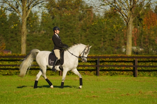 https://www.redwoodlodgearabians.com/core/image.php?src=app/media/uploads/website/30/photos/website_horses/2204/71dd80eb_5fe0_4b65_90bb_e8429e74ffdb.JPG&width=540&height=360