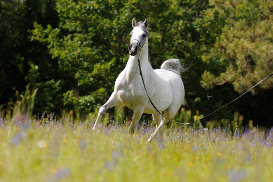 https://www.redwoodlodgearabians.com/core/image.php?src=app/media/uploads/website/30/photos/website_horses/2204/Romantikaa_EYE4811web.jpg&width=540&height=360
