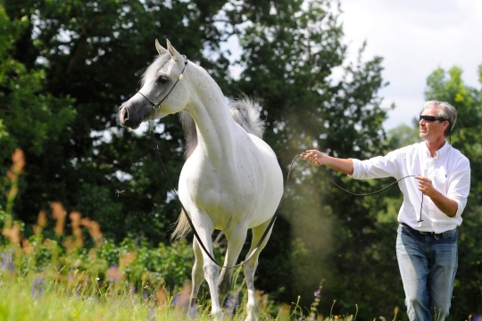 https://www.redwoodlodgearabians.com/core/image.php?src=app/media/uploads/website/30/photos/website_horses/2204/Romantikaa_EYE4847web.jpg&width=540&height=360
