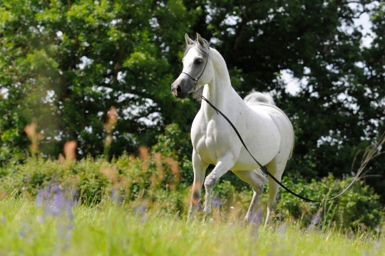 https://www.redwoodlodgearabians.com/core/image.php?src=app/media/uploads/website/30/photos/website_horses/2204/Romantikaa_EYE4869web.jpg&width=540&height=360