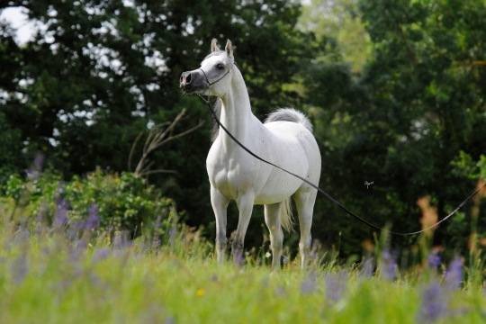 https://www.redwoodlodgearabians.com/core/image.php?src=app/media/uploads/website/30/photos/website_horses/2204/Romantikaa_EYE4941web.jpg&width=540&height=360