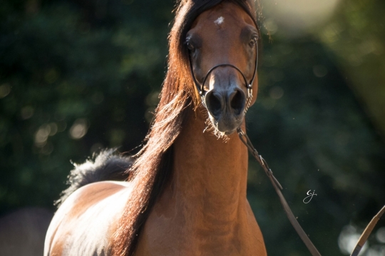 https://www.redwoodlodgearabians.com/core/image.php?src=app/media/uploads/website/30/photos/website_horses/2205/EcuadorGJ_5180web.jpg&width=540&height=360
