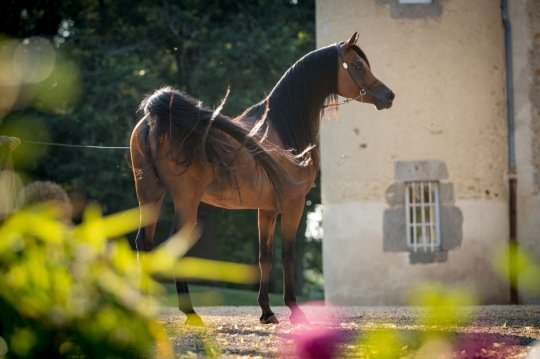 https://www.redwoodlodgearabians.com/core/image.php?src=app/media/uploads/website/30/photos/website_horses/2205/EcuadorGJ_5350web.jpg&width=540&height=360