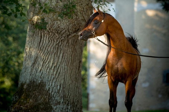 https://www.redwoodlodgearabians.com/core/image.php?src=app/media/uploads/website/30/photos/website_horses/2205/Ecuador_Web.jpg&width=540&height=360
