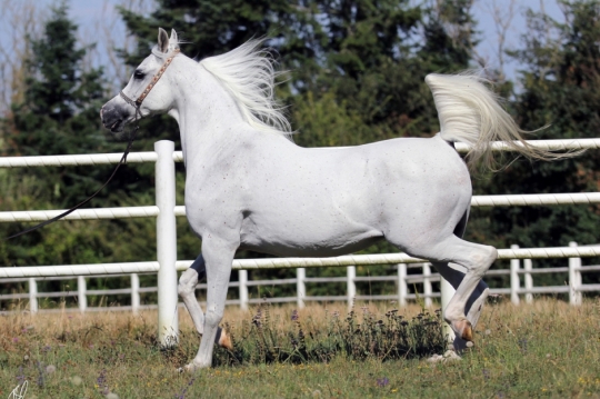 https://www.redwoodlodgearabians.com/core/image.php?src=app/media/uploads/website/30/photos/website_horses/2206/Yazmeena_Estopa2.jpg&width=540&height=360