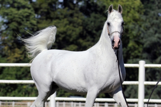 https://www.redwoodlodgearabians.com/core/image.php?src=app/media/uploads/website/30/photos/website_horses/2206/Yazmeena_Estopa3.jpg&width=540&height=360