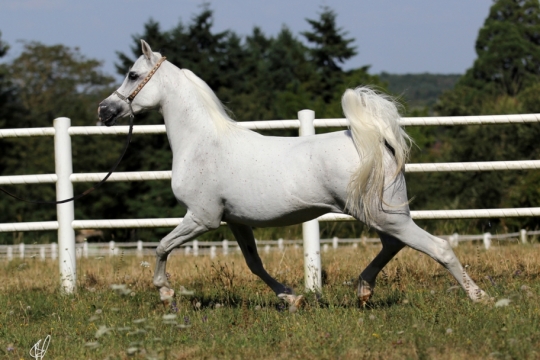 https://www.redwoodlodgearabians.com/core/image.php?src=app/media/uploads/website/30/photos/website_horses/2206/yazmeena_estopa4.jpg&width=540&height=360