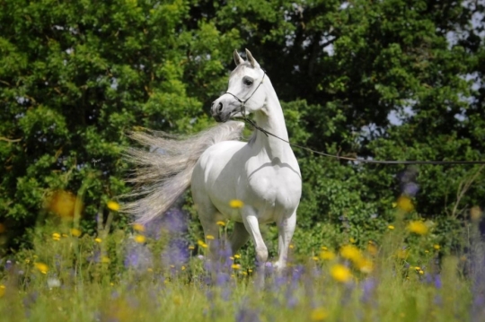 https://www.redwoodlodgearabians.com/core/image.php?src=app/media/uploads/website/30/photos/website_horses/2208/IMG_3211.JPG&width=540&height=360