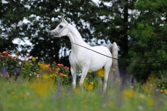 https://www.redwoodlodgearabians.com/core/image.php?src=app/media/uploads/website/30/photos/website_horses/2208/Sephoriaa_EYE4251web.jpg&width=540&height=360