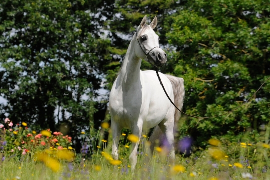 https://www.redwoodlodgearabians.com/core/image.php?src=app/media/uploads/website/30/photos/website_horses/2208/Sephoriaa_EYE4303web.jpg&width=540&height=360