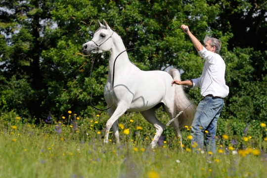 https://www.redwoodlodgearabians.com/core/image.php?src=app/media/uploads/website/30/photos/website_horses/2208/Sephoriaa_EYE4320web.jpg&width=540&height=360