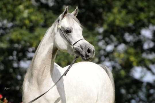 https://www.redwoodlodgearabians.com/core/image.php?src=app/media/uploads/website/30/photos/website_horses/2209/IMG_3215.JPG&width=540&height=360