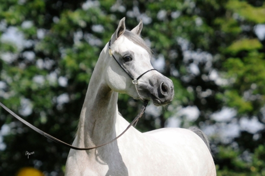 https://www.redwoodlodgearabians.com/core/image.php?src=app/media/uploads/website/30/photos/website_horses/2209/serafina_EYE4118web.jpg&width=540&height=360