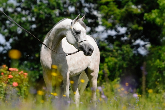 https://www.redwoodlodgearabians.com/core/image.php?src=app/media/uploads/website/30/photos/website_horses/2209/serafina_EYE4129web.jpg&width=540&height=360