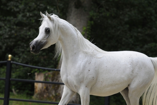 https://www.redwoodlodgearabians.com/core/image.php?src=app/media/uploads/website/30/photos/website_horses/2210/Tia_EYE5984web.jpg&width=540&height=360