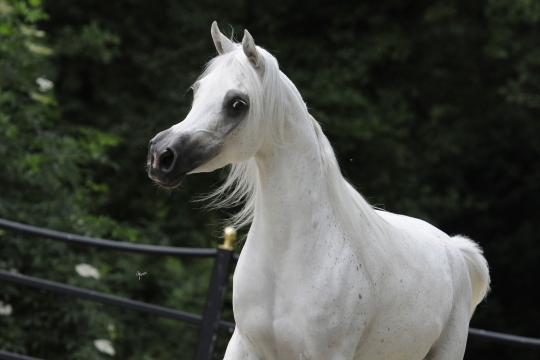 https://www.redwoodlodgearabians.com/core/image.php?src=app/media/uploads/website/30/photos/website_horses/2210/Tia_EYE5992web.jpg&width=540&height=360