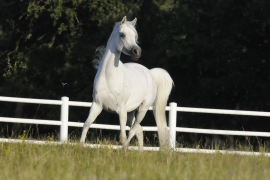 https://www.redwoodlodgearabians.com/core/image.php?src=app/media/uploads/website/30/photos/website_horses/2210/Tia_EYE6212web.jpg&width=540&height=360