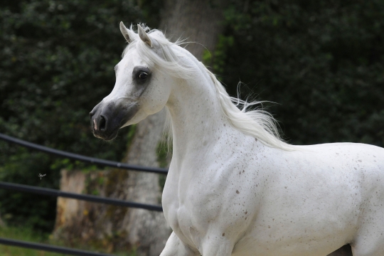 https://www.redwoodlodgearabians.com/core/image.php?src=app/media/uploads/website/30/photos/website_horses/2210/Tia_Maria_EYE5983web.jpg&width=540&height=360