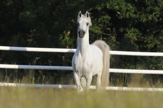 https://www.redwoodlodgearabians.com/core/image.php?src=app/media/uploads/website/30/photos/website_horses/2211/Margaritaa_EYE6151web.jpg&width=540&height=360