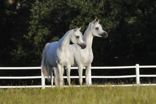 https://www.redwoodlodgearabians.com/core/image.php?src=app/media/uploads/website/30/photos/website_horses/2211/Sisters_EYE6221web.jpg&width=540&height=360