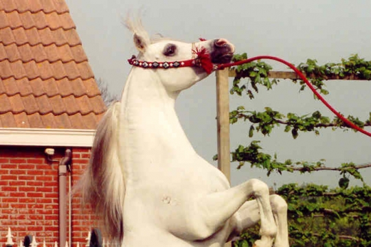 https://www.redwoodlodgearabians.com/core/image.php?src=app/media/uploads/website/30/photos/website_horses/2212/Espano_Estopa1.jpg&width=540&height=360