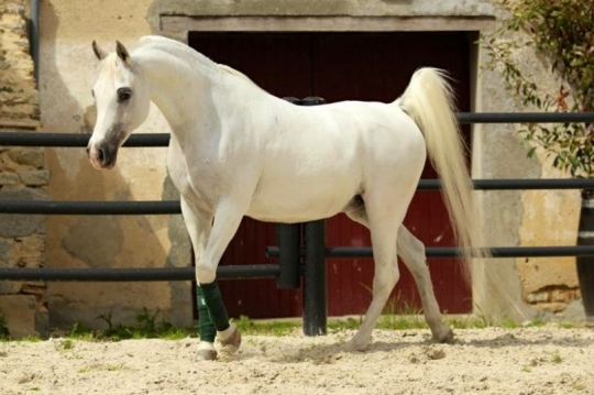 https://www.redwoodlodgearabians.com/core/image.php?src=app/media/uploads/website/30/photos/website_horses/2213/IMG_0074.jpg&width=540&height=360