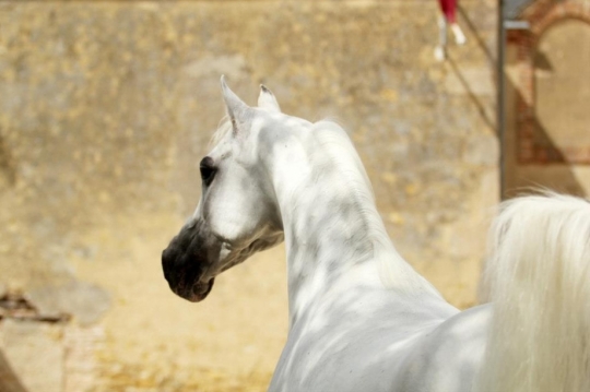 https://www.redwoodlodgearabians.com/core/image.php?src=app/media/uploads/website/30/photos/website_horses/2213/IMG_0075.JPG&width=540&height=360