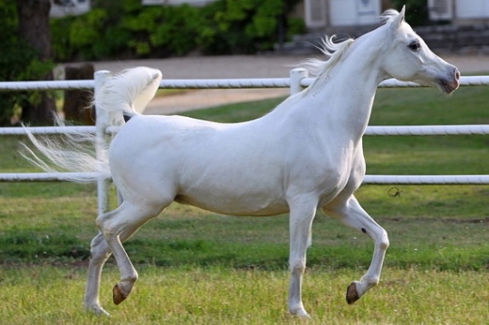 https://www.redwoodlodgearabians.com/core/image.php?src=app/media/uploads/website/30/photos/website_horses/2213/IMG_0192.jpg&width=540&height=360