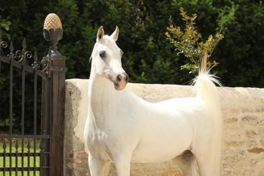 https://www.redwoodlodgearabians.com/core/image.php?src=app/media/uploads/website/30/photos/website_horses/2213/Malikah_Estopa.jpg&width=540&height=360