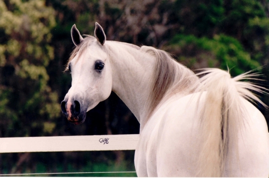https://www.redwoodlodgearabians.com/core/image.php?src=app/media/uploads/website/30/photos/website_horses/2213/malikah300dpi.jpg&width=540&height=360