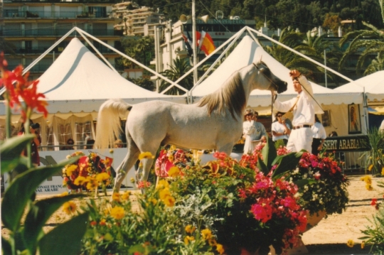 https://www.redwoodlodgearabians.com/core/image.php?src=app/media/uploads/website/30/photos/website_horses/2214/Abadan_menton.jpg&width=540&height=360