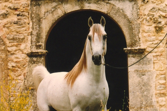 https://www.redwoodlodgearabians.com/core/image.php?src=app/media/uploads/website/30/photos/website_horses/2214/Om_el_Abadan_web.jpg&width=540&height=360