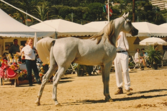 https://www.redwoodlodgearabians.com/core/image.php?src=app/media/uploads/website/30/photos/website_horses/2214/abadanmenton2.jpg&width=540&height=360
