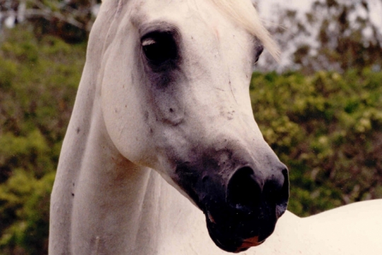 https://www.redwoodlodgearabians.com/core/image.php?src=app/media/uploads/website/30/photos/website_horses/2215/Cambriaa_El_Shaklan_x_Zafiraa_web.jpg&width=540&height=360