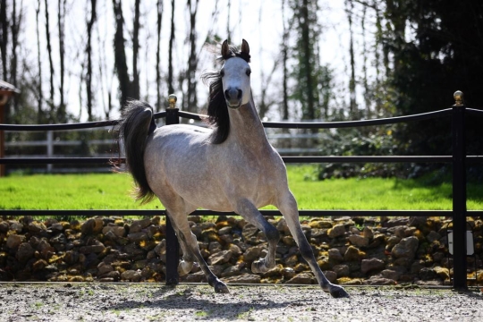 https://www.redwoodlodgearabians.com/core/image.php?src=app/media/uploads/website/30/photos/website_horses/2219/03818271_77e8_4c5a_981c_07f8f1015db0.JPG&width=540&height=360