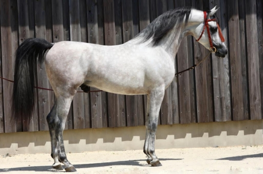 https://www.redwoodlodgearabians.com/core/image.php?src=app/media/uploads/website/30/photos/website_horses/2219/1071faf9_0625_44ee_9d9c_6adde4d504e0.JPG&width=540&height=360