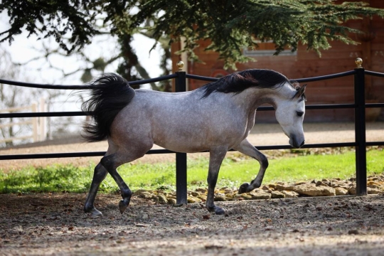 https://www.redwoodlodgearabians.com/core/image.php?src=app/media/uploads/website/30/photos/website_horses/2219/7d55fb0e_d853_45a6_9e42_3f74a1820fea_2.JPG&width=540&height=360