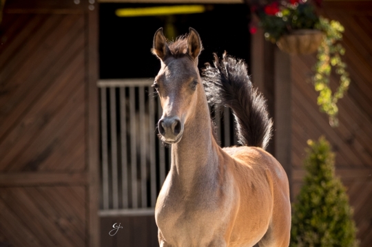 https://www.redwoodlodgearabians.com/core/image.php?src=app/media/uploads/website/30/photos/website_horses/2219/GJ_5984.jpg&width=540&height=360