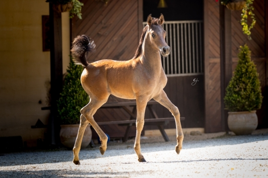 https://www.redwoodlodgearabians.com/core/image.php?src=app/media/uploads/website/30/photos/website_horses/2219/GJ_5993.jpg&width=540&height=360